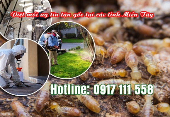 CÔNG TY DIỆT MỐI UY TÍN TẠI AN GIANG – CAM KẾT HẾT MỐI 100%